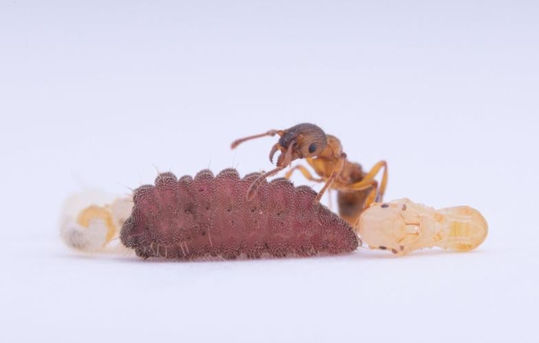 Caterpillars “drum” to communicate with ants, reveals new research