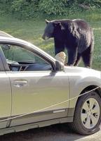Jackson's wild kingdom makes wacky day for police