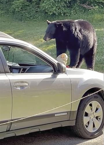 Bear on roof in Jackson