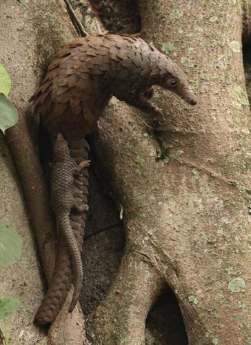 Tiny DNA samples can “pinpoint” hotspots of the illegal wildlife trade