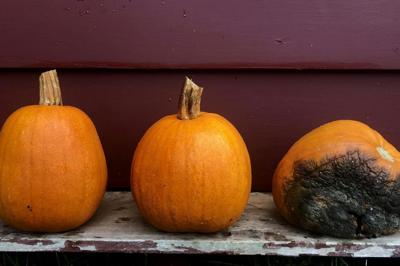The pumpkin on the right has a fungal disease known as black rot. Matt Kasson, CC BY-SA
