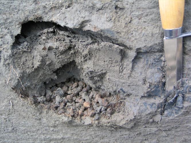 Ancient squirrel droppings reveal “remarkable” details about Arctic’s history