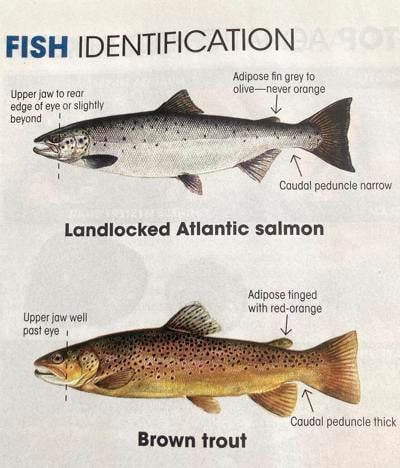 North Country Angling - fish identification
