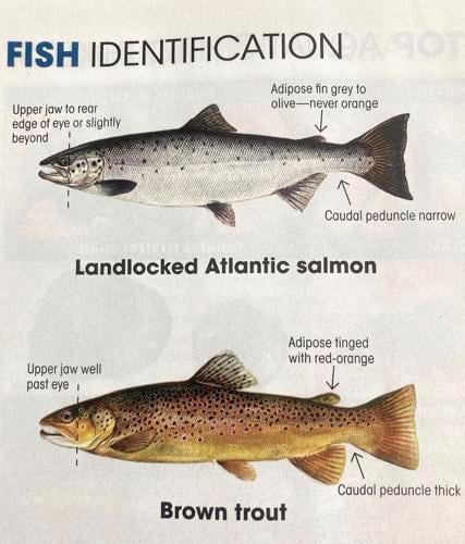 North Country Angling - fish identification