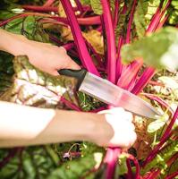 Down the Garden Path: A Useful Tool in My Garden