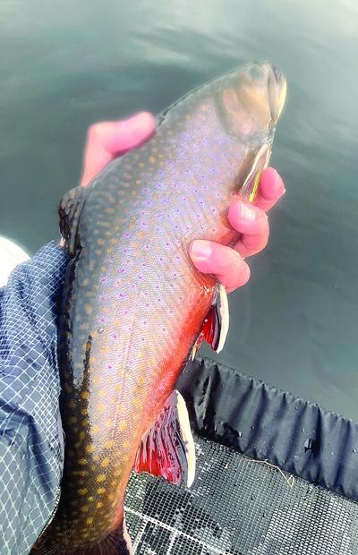 North Country Angler - Brook trout New Year's Resolution