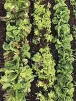 More Thoughts While Weeding: Lettuce is in its prime in North Country gardens