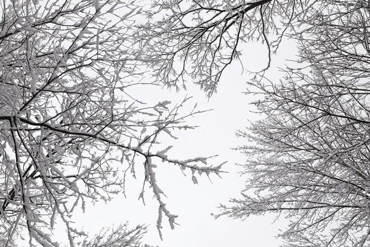 12-09-23 Snow trees above