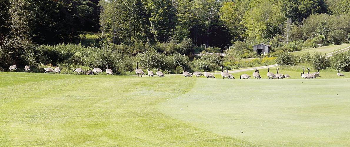 Golf Column - Blackmount Country Club - Gaggle of geese