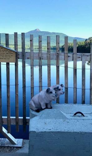 Mystery pigs at chocorua narrows bridge