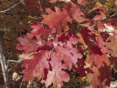 red oak