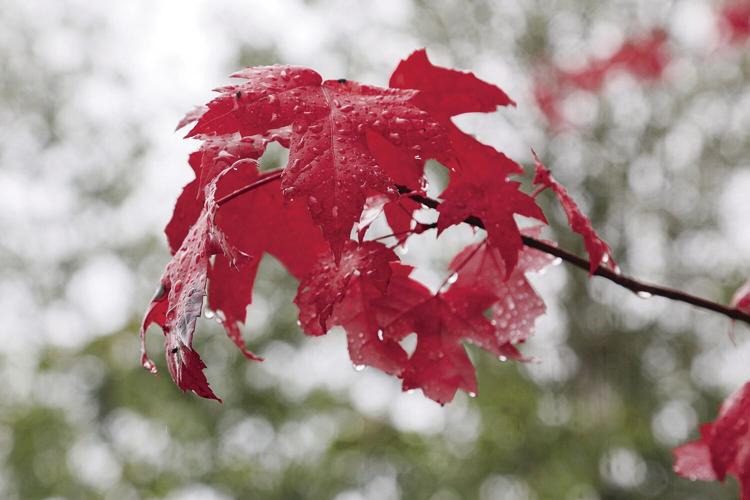 10-01-22 Rainy Foliage bright red lower angle