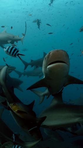 Sharks prefer to hang out with their relatives, suggests study
