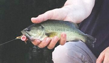 9-4-2021 North Country Angling-Labor Day fishing