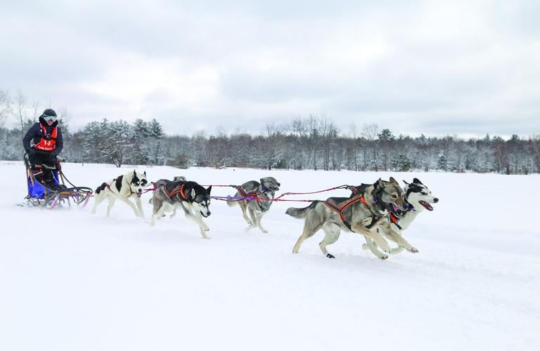 02-21-26 TOC Sled Dog wide best