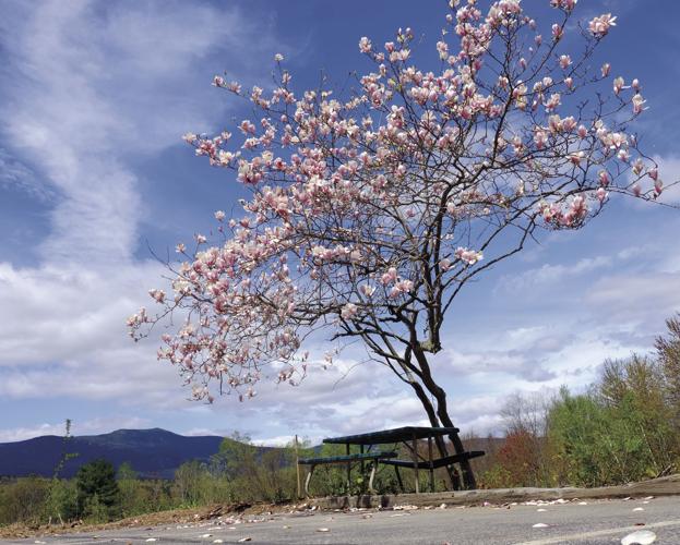 5-30-19 Blooming Summer.jpg