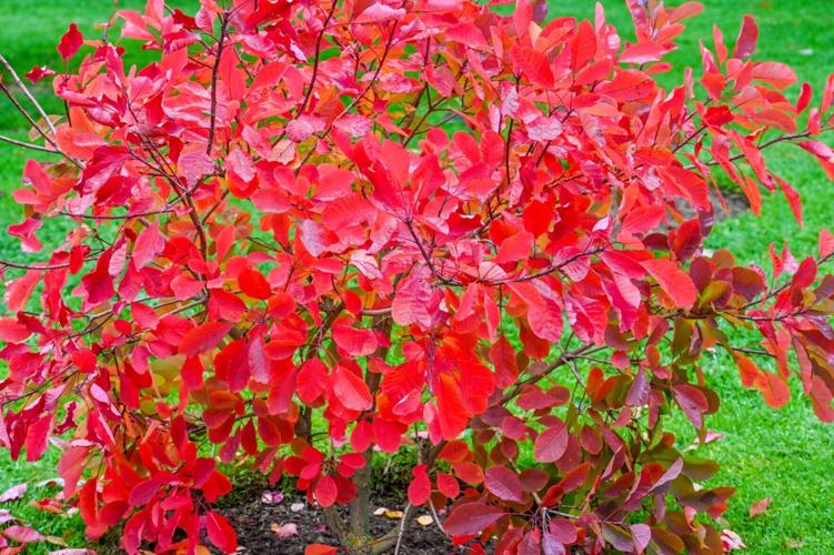 SWNS_STAFFORDSHIRE_GARDEN_-15