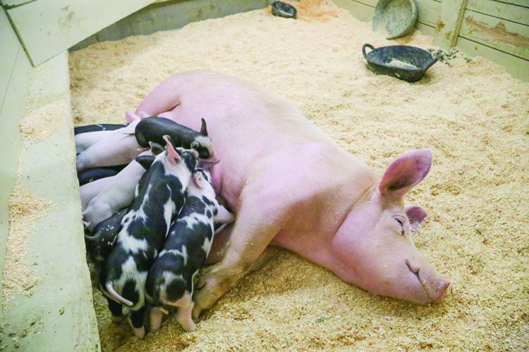 09-29-25 Fryeburg Fair nursing pigs horizontal