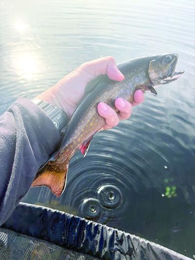 North Country Angling - Labor Day fish