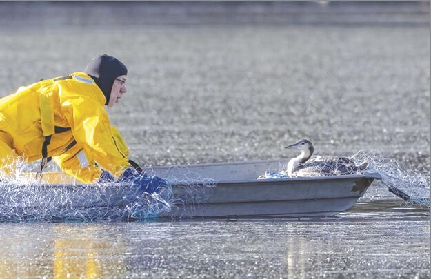 Loon Preservation Committee-Loon Rescue