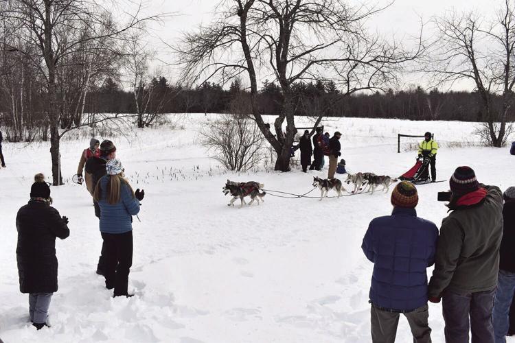 Scott Isabelle Sled Dog.jpg
