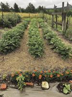 More Thoughts While Weeding: Maximizing the harvest