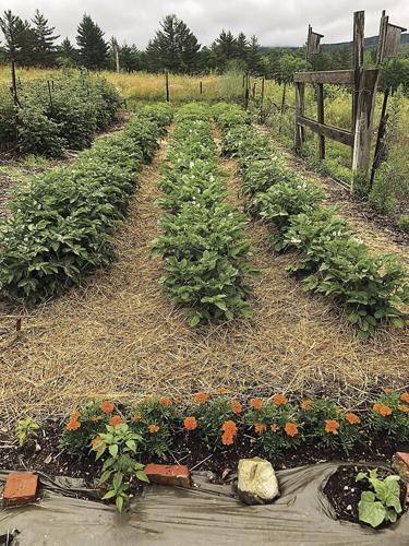 TWW potatoesinbloom.jpg