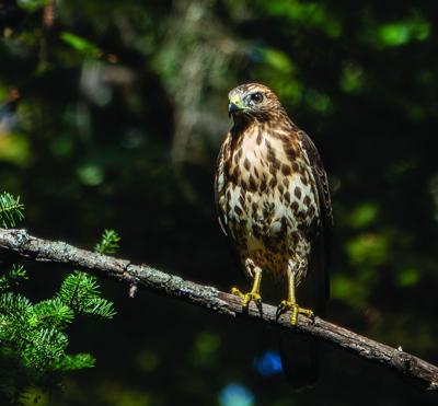 hawk