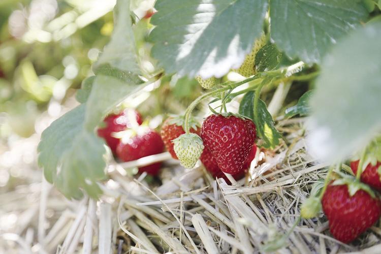 06-24-21 strawberries low hanging tight