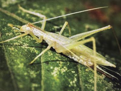 Notes from a Naturalist-Narrow-winged tree cricket