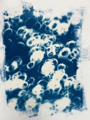 Cyanotype of the April 2024 eclipse