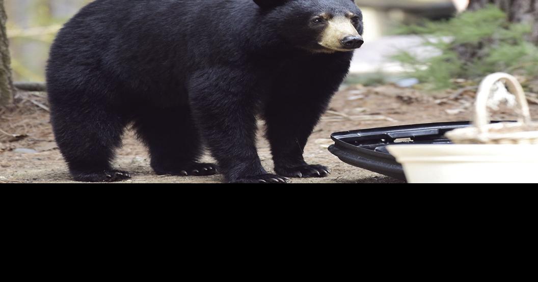 House panel hears testimony on Bear Protection Act Local News