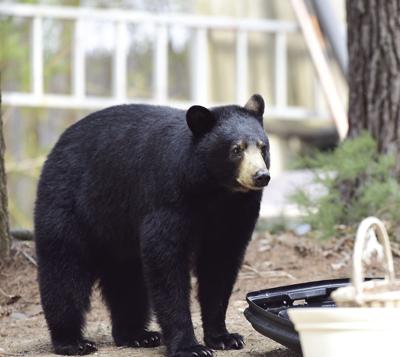bear
