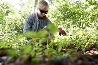 Late summer and early fall are a perfect time to fight weeds in the garden.