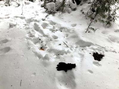moose bed with scat-lflaccus.JPG