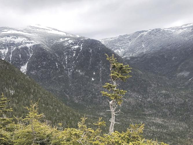 krummholz horizontal