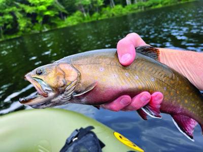 Angers - Trout.jpeg