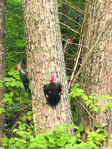 EP w36 bird talk woodpeckers.jpeg