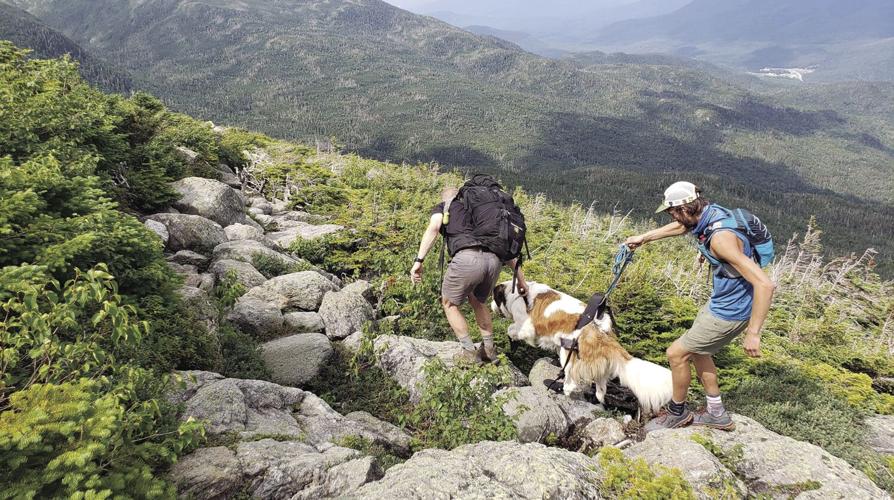 Saint Bernard rescue wide shot
