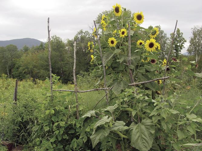 Thoughts while Weeding - Sunflowers