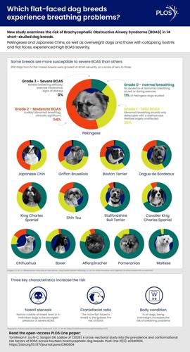 Twelve new “flat-faced” dog breeds identified as at risk of deadly condition BOAS