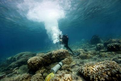 A NOAA scientist takes a coral sample in the Galapagos Islands. The process does not injure the colony, which grows back.
 Atlantic Oceanographic and Meteorological Laboratory - NOAA