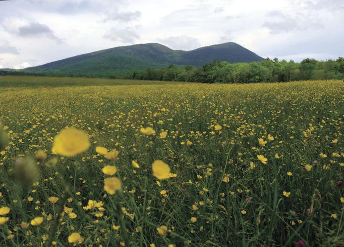 6-22-17 Jackson Meadow.JPG