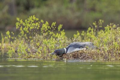 loon
