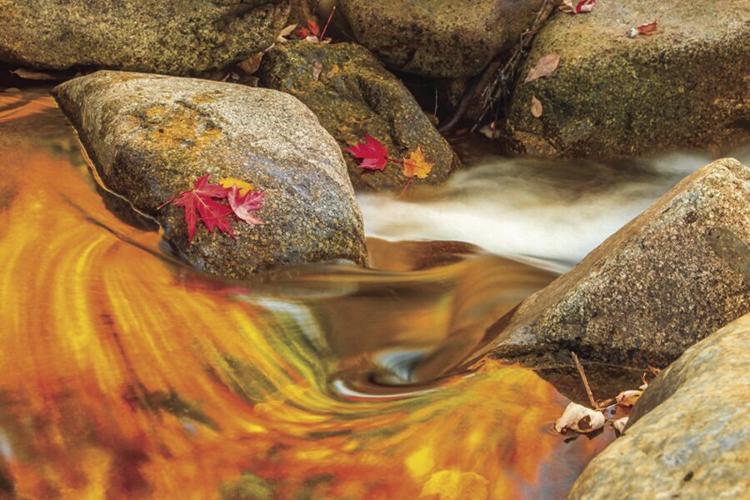 Frank Ficken-Fall Stream