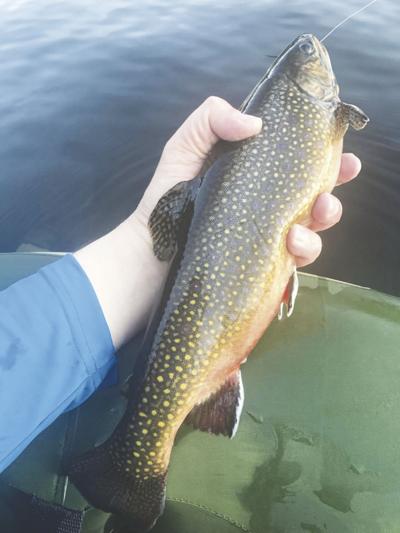 4-25-2020 North Country Angling-Brook Trout