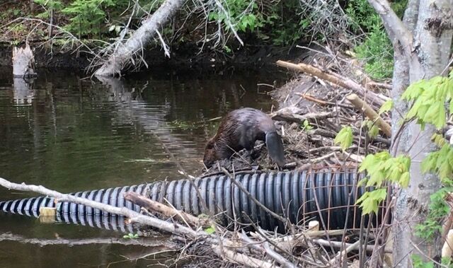 Nine Beaver-Deceivers installed on Presidential Rail Trail