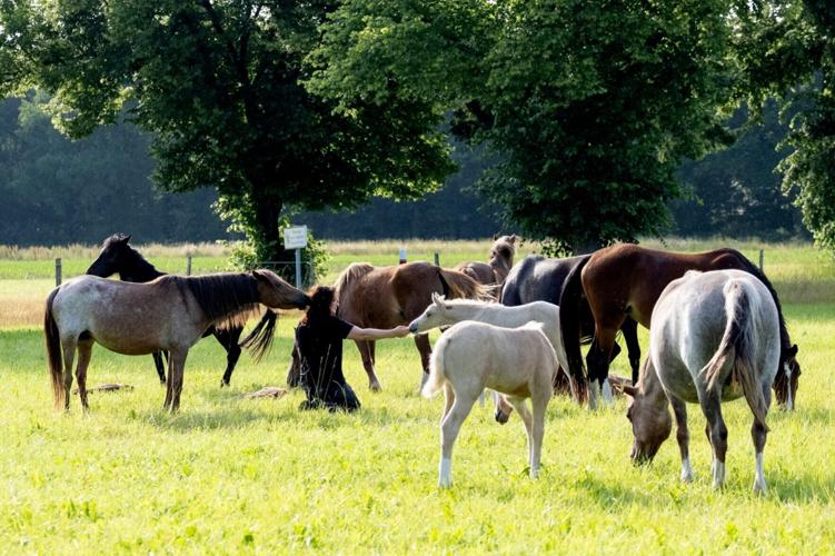 Horse behaviour is influenced by the smell of fear, reveals new research