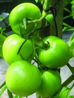 More Thoughs While Weeding: Growing great tomatoes in a short summer season