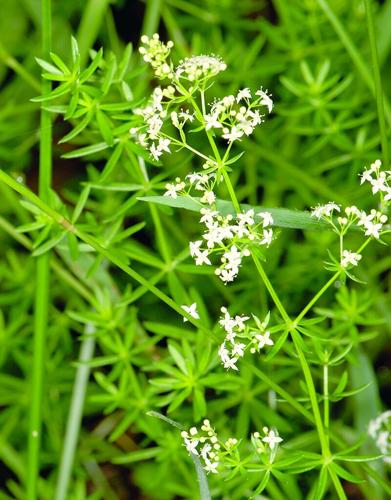 Pic of smooth bedstraw